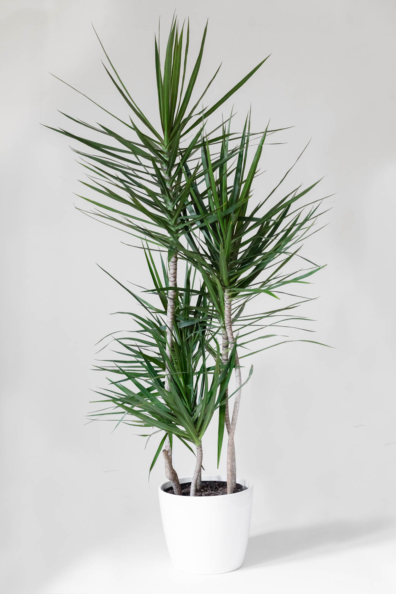 STAFF PICK: Dracaena marginata