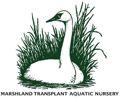 Marshland Transplant Aquatic Nursery